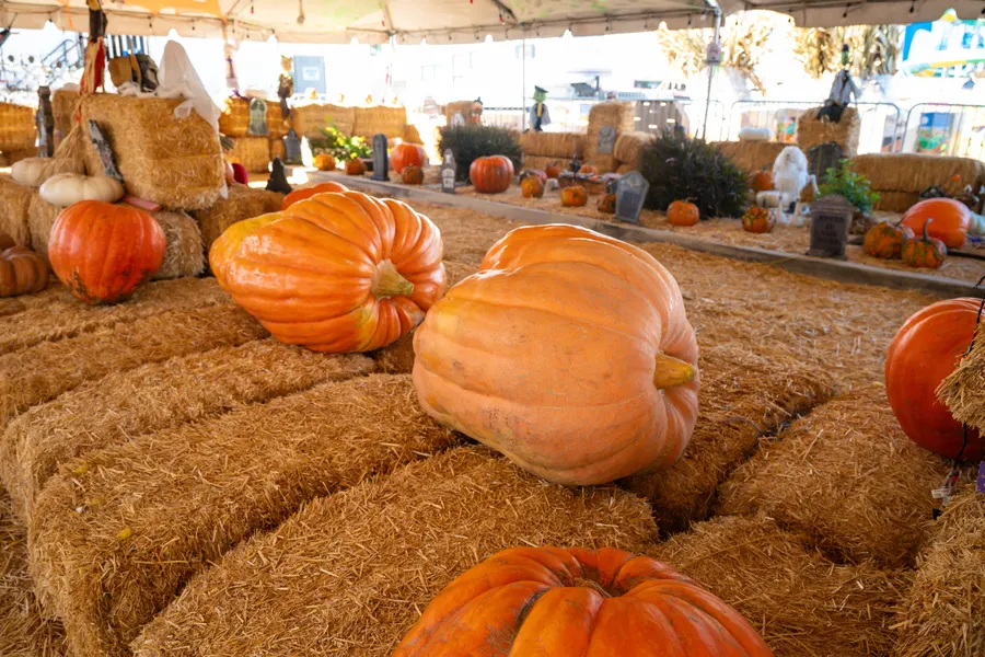 Giant pumpkins on hay bales in the pumpkin tent