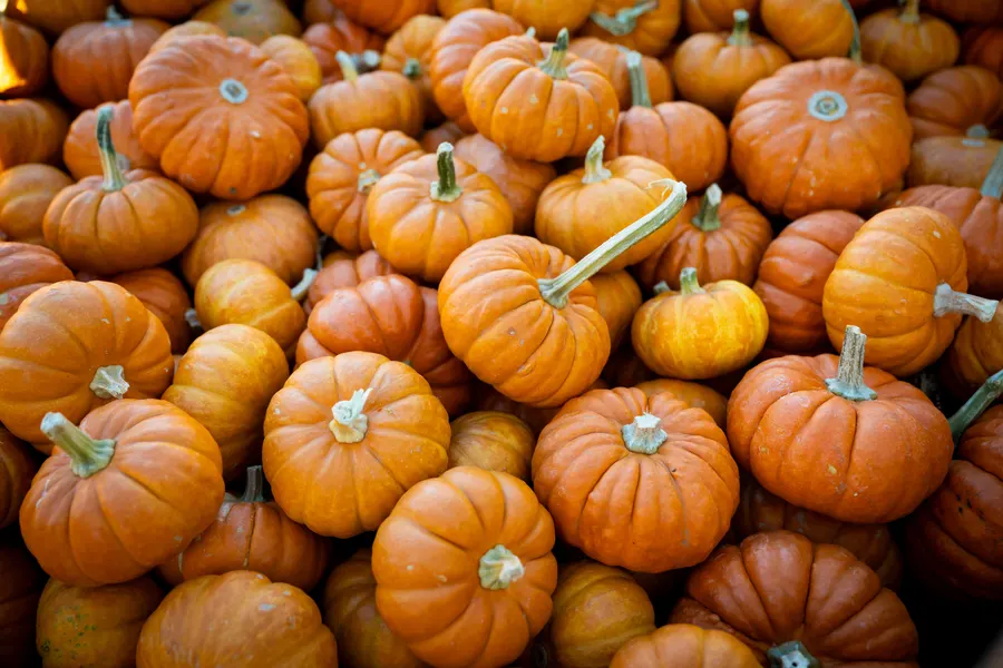 A pile of small orange pumpkins