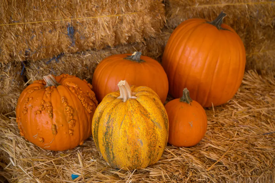 Three pumpkins, one warty and one green-striped, on a hay bale