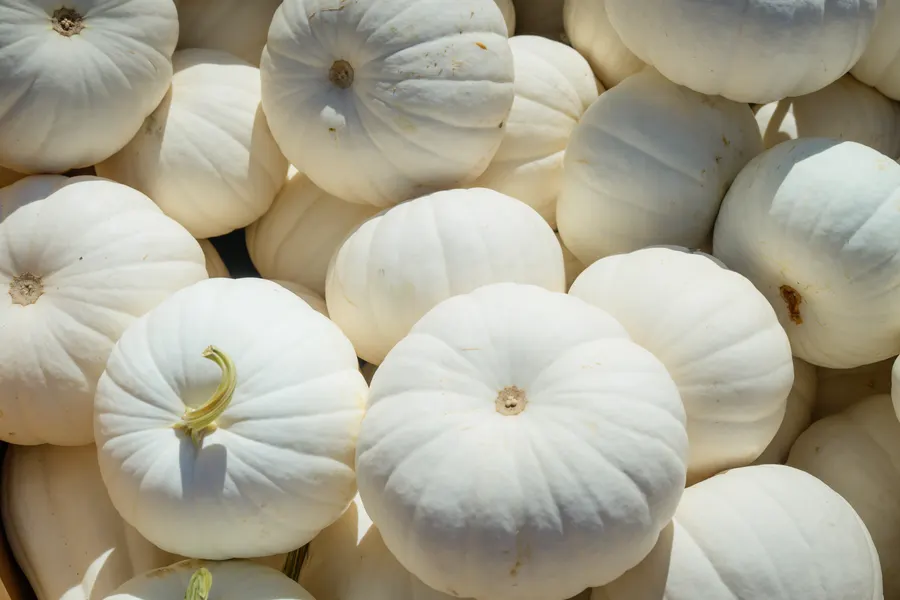 A bin of white pumpkins